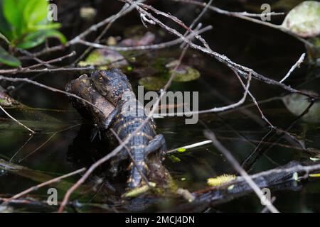 Un jeune alligator américain se cachant entre les plantes et dormant, Floride, États-Unis Banque D'Images