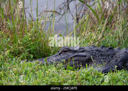 Gros plan d'un alligator américain se cachant dans l'herbe et le soleil avec les yeux ouverts, Floride, États-Unis Banque D'Images