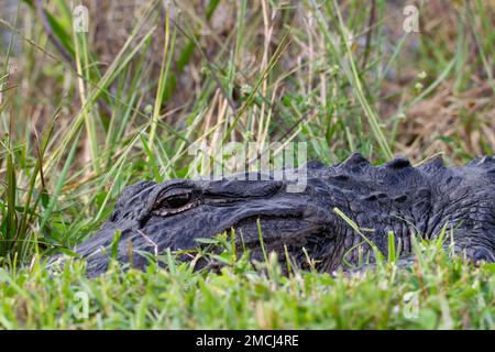 Gros plan d'un alligator américain se cachant dans l'herbe et le soleil avec les yeux ouverts, Floride, États-Unis Banque D'Images