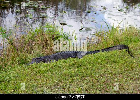 Alligator américain se cachant dans l'herbe et dormant près d'un plan d'eau, Floride, États-Unis Banque D'Images