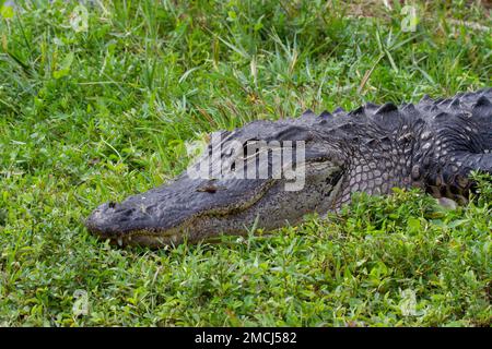 Gros plan d'un alligator américain se cachant dans l'herbe et le soleil avec les yeux ouverts, Floride, États-Unis Banque D'Images