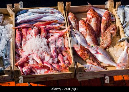 Les pêcheurs offrent leurs prises de leurs bateaux dans le port de Trapani, une grande ville du nord-ouest de la Sicile. Banque D'Images