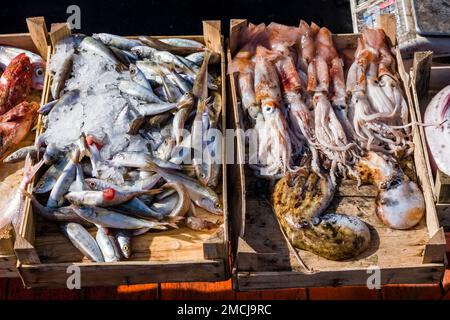 Les pêcheurs offrent leurs prises de leurs bateaux dans le port de Trapani, une grande ville du nord-ouest de la Sicile. Banque D'Images