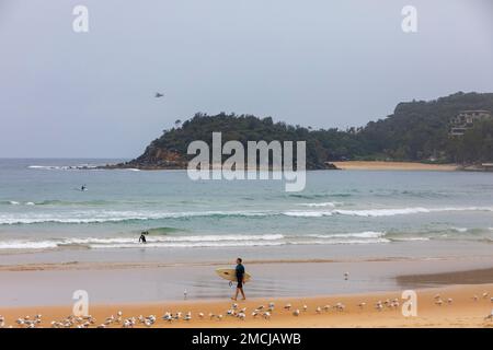 Sydney, Australie. Dimanche 22nd janvier 2023. Le lendemain de la découverte de requins taureaux à Shelly Beach et de l'attaque et de la mort d'un dauphin, un hélicopter de sauvetage survole Shelly Beach tandis que la surveillance des requins se poursuit, Shelly Beach à Sydney, Nouvelle-Galles du Sud, Australie. Credit: martin Berry/Alay Live News Banque D'Images