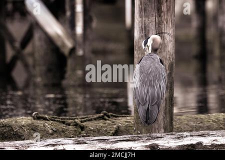 Grand héron prêtant et nettoyant ses plumes en se tenant debout sur une bûche, Cowichan Bay, Colombie-Britannique, Canada Banque D'Images