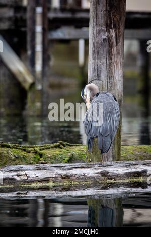 Grand héron prêtant et nettoyant ses plumes en se tenant debout sur une bûche, Cowichan Bay, Colombie-Britannique, Canada Banque D'Images
