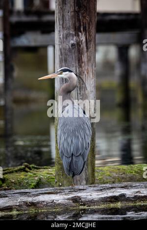 Un grand héron bleu debout sur une bûche tout en regardant autour, Cowichan Bay, Colombie-Britannique, Canada Banque D'Images