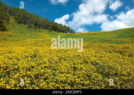 Les champs de tournesol mexicains les plus étonnants se trouvent à Doi Mae U Kho, Mae Hong son, Thaïlande Banque D'Images