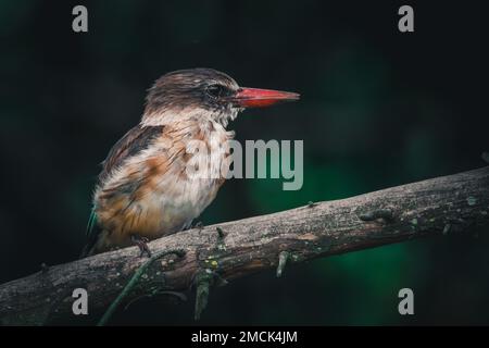 Un gros plan d'un kingfisher à capuchon brun perché sur une branche d'arbre Banque D'Images