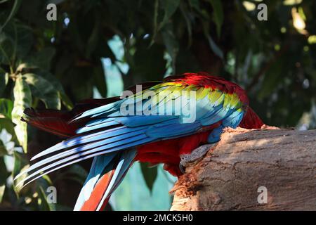 Focalisation sélective sur les plumes colorées du perroquet Macaw au parc Banque D'Images
