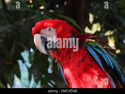 Gros plan du perroquet rouge. Un beau perroquet rouge dans le parc. Magnifique perroquet Macaw Close up. Banque D'Images