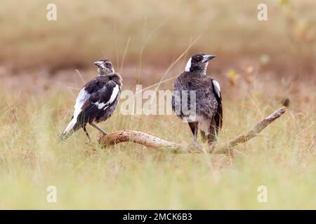 Deux magpies australiennes (Gymnorhina tibicen) perchées sur une branche dans un marais salé. Kingscliff, Nouvelle-Galles du Sud, Australie. Banque D'Images
