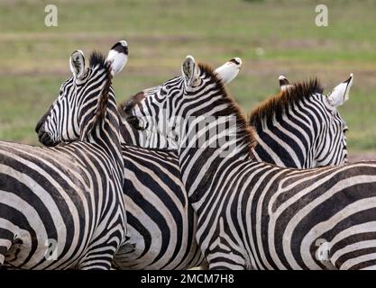 Zèbres, parc national d'Amboseli, Kenya, Afrique Banque D'Images