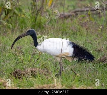 Ibis sacré africain (Threskiornis aethiopicus), parc national d'Amboseli, Kenya, Afrique Banque D'Images