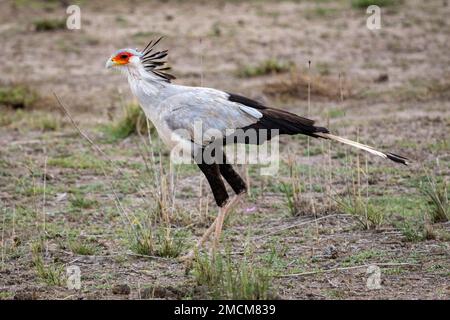 L'oiseau secrétaire (Sagittaire serpentarius), parc national d'Amboseli, Kenya, Afrique Banque D'Images