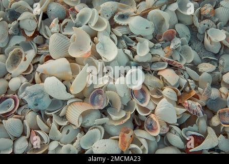 Photo plein cadre de coquillages sur une plage de Floride Banque D'Images