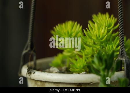 Joli et unique, le sédum vert de boule de citron dans le jardin de roche du Missouri offre une touche de soulagement du stress Banque D'Images