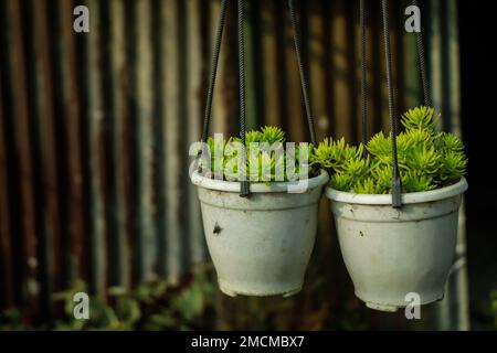 Joli et unique, le sédum vert de boule de citron dans le jardin de roche du Missouri offre une touche de soulagement du stress Banque D'Images