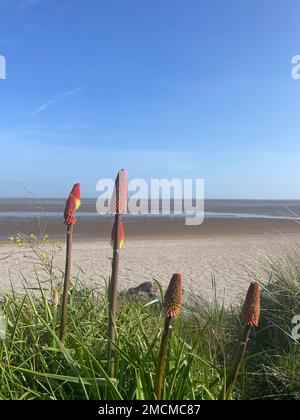 Un coup vertical de poker chaud rouge qui grandit sur la baie de Morecambe à Cumbria, en Angleterre, un jour ensoleillé Banque D'Images