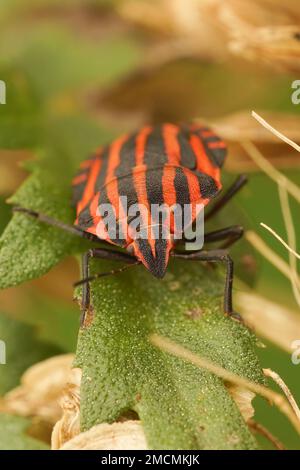 Gros plan vertical naturel sur le rouge coloré de punaise italienne rayée, Graphosoma italicum assis dans la végétation verte Banque D'Images