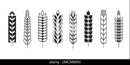 Épillets ou épis blé et orge seigle et millet plantes isolées Illustration de Vecteur