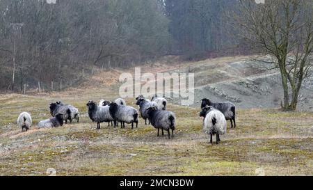 Un troupeau de moutons de la Heath grise allemande. Le nom allemand de cette race est Heidschnucke. Il s'agit d'un mouton à queue courte d'Europe du Nord avec des cheveux gris, noirs Banque D'Images