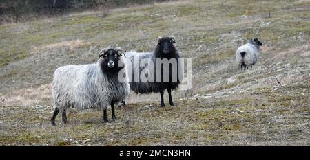 Trois moutons allemands de la Heath Grey. Le nom allemand de cette race est Heidschnucke. C'est un mouton à queue courte d'Europe du Nord avec cheveux gris, jambe noire Banque D'Images