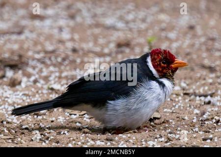 Cardinal à bec jaune, (Paroaria capitata), sur le terrain à Pouso Alegre, Mato Grosso, Brésil. Banque D'Images