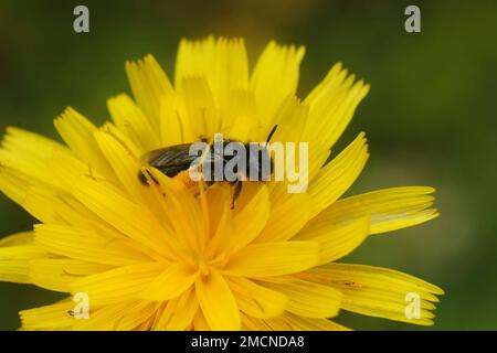 Gros plan naturel sur une abeille solitaire noire sombre de Shaggy, espèce de Panurgus, que l'on trouve typiquement dans les fleurs jaunes Banque D'Images