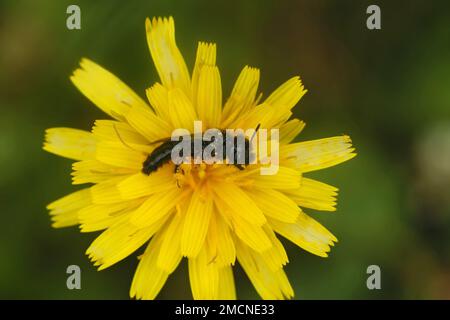 Un gros plan naturel sur une abeille solitaire noire sombre de Shaggy, Panurgus calcaratus, que l'on trouve généralement dans les fleurs jaunes Banque D'Images