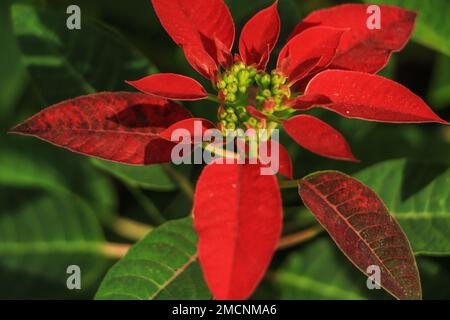 La poinsettia est indigène au Mexique et en Amérique centrale, et elle est bien connue pour son feuillage rouge et vert. Banque D'Images