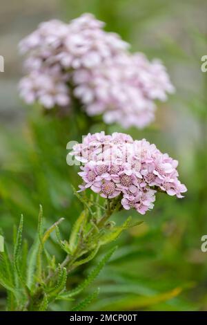 Achillea alpina pulchra, yarrow alpin, yarrow chinois ou yarrow sibérien, herbe vivace aux fleurs blanches à violet pâle Banque D'Images