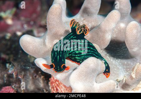Gros plan d'un Nudibranch aux couleurs vives rampant sur les coraux Banque D'Images