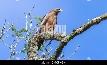 Cerf-volant à bec jaune d'oiseau perché sur une branche d'arbre dans un ciel bleu à la recherche de proies. Banque D'Images