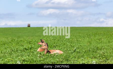 Faune deux jeunes buck nyala animaux se reposant sur le plateau de la colline de l'herbe dans la réserve de parc sauvage lors d'une alerte chaude jour d'été pour les prédateurs avec des s éloignés Banque D'Images