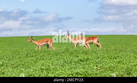 Faune jeunes buck nyala antilope animaux sur le plateau de colline d'herbe dans la réserve de parc sauvage lors d'une alerte chaude jour d'été pour les prédateurs. Banque D'Images
