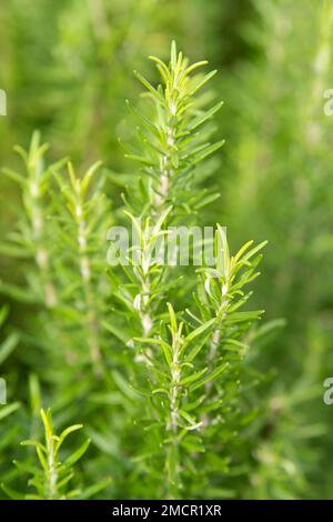 L'herbe de romarin pousse dans le jardin extérieur. Mise au point douce Banque D'Images