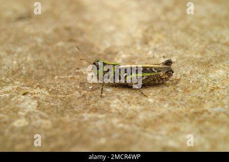 Gros plan détaillé sur une sauterelle marbrée colorée, Myrmeleotettix maculatus, assise sur le sable sur la côte belge Banque D'Images