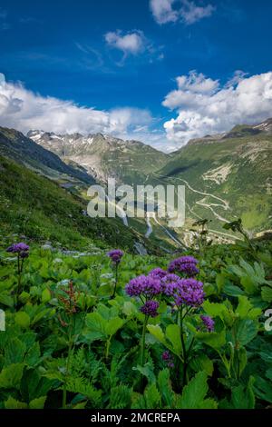 Une route de passage en Suisse , avec des plantes et des fleurs Banque D'Images