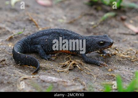 Gros plan naturel d'une femelle alpine terrestre adulte, Ichthyosaura alpestris, sur le sol Banque D'Images