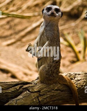 Image d'un seul Meerkat se tenant sur la branche d'un arbre en arrière-plan flou. Banque D'Images