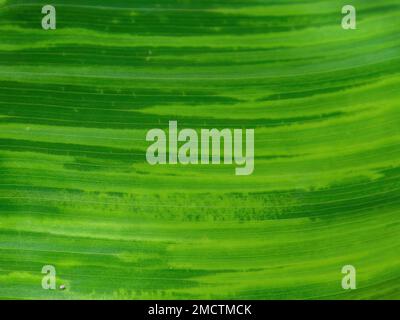 Macro photographie des veines d'une grande feuille verte avec des gouttes d'eau, capturée dans un jardin près de la ville coloniale de Villa de Leyva dans le centre de Colom Banque D'Images