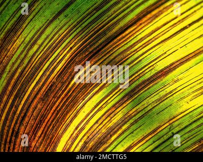 Macro photographie des veines et des lignes d'une feuille de plantain mourante, vue contre la lumière du soleil. Banque D'Images