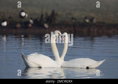 Mute la forme du cœur des cygnes Banque D'Images