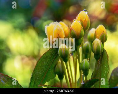 Macro photographie d'un bouquet de roses jaunes miniatures et de bourgeons avec des gouttes de rosée sur eux, capturé sur un jardin près de la ville coloniale de Villa de Ley Banque D'Images