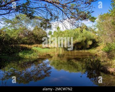 Vue sur un étang avec des plantes papyrus et une autre végétation indigène dans les heures du matin, dans une ferme près de la ville coloniale de Villa de Leyva i Banque D'Images