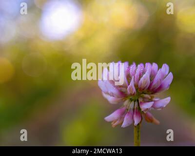 Macro photographie d'une fleur de trèfle rouge avec quelques gouttes de rosée sur elle, capturée dans un jardin près de la ville coloniale de Villa de Leyva dans le centre de la Colombie. Banque D'Images