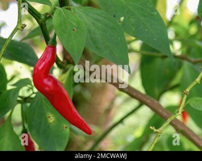 Photographie rapprochée d'un piment rouge suspendu à la plante, capturée dans une ferme près de la ville d'Arcapuco, dans le centre de la Colombie. Banque D'Images