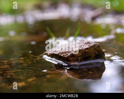 Macro photographie d'un galet dans une flaque de pluie, capturée dans une ferme près de la ville de Villa de Leyva dans le centre de la Colombie. Banque D'Images