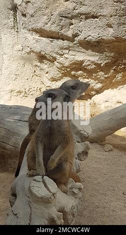 Un gros plan vertical de meerkats regardant autour dans une réserve animale Banque D'Images